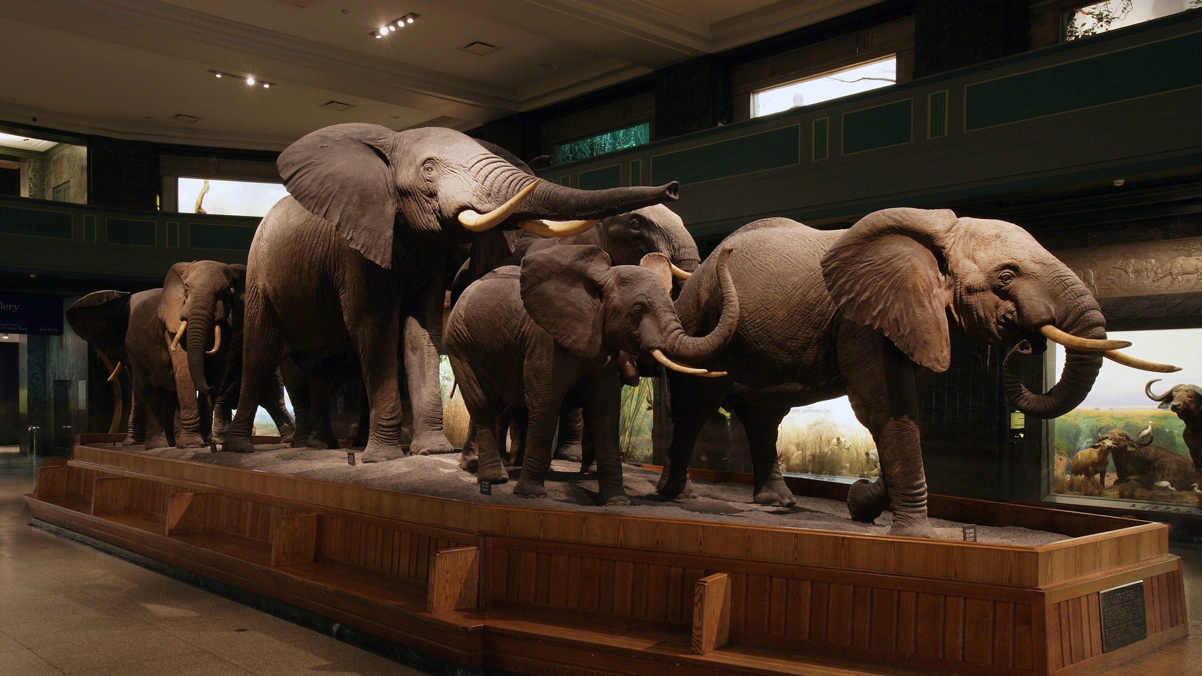 Elephant procession in the Akeley Hall