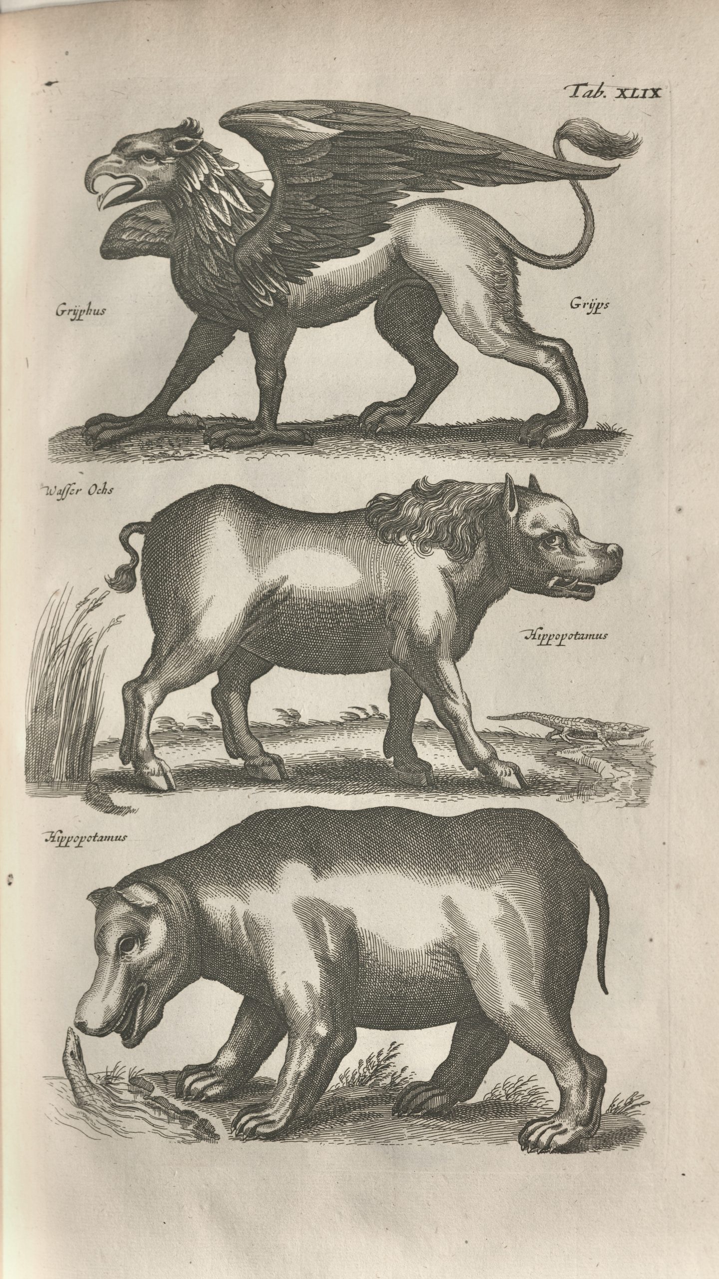 Griffin and other animals from Historiae Naturalis