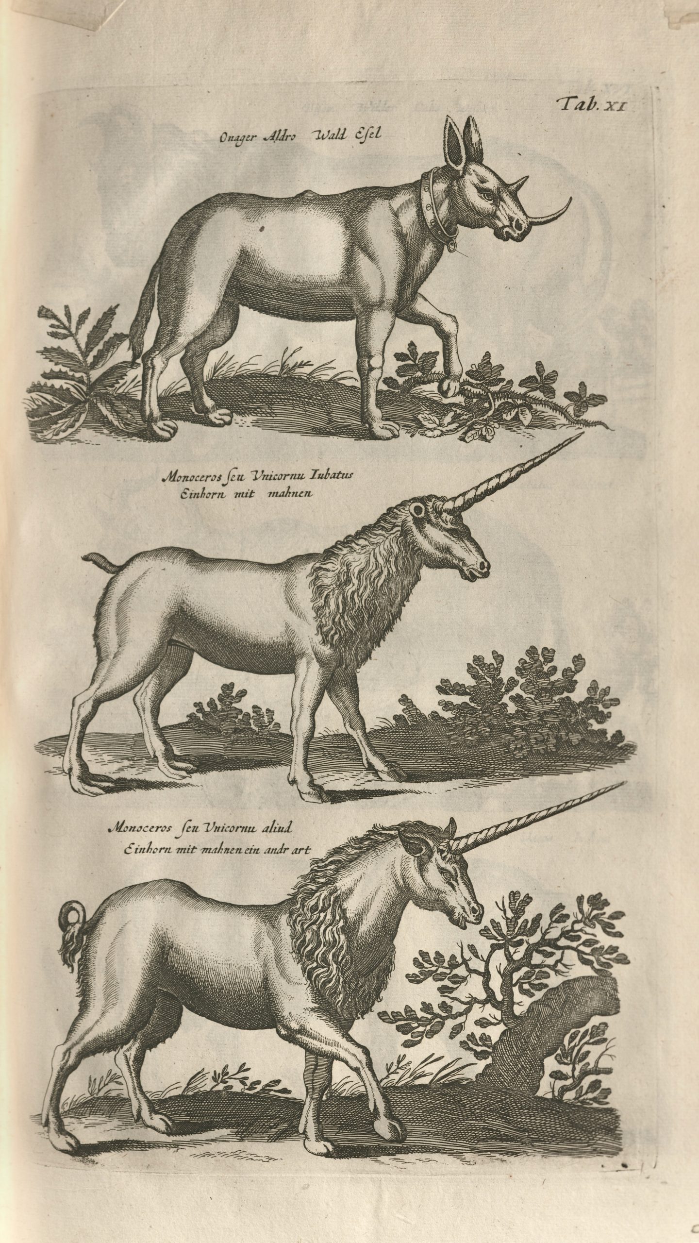 Unicorns in Historiae Naturalis