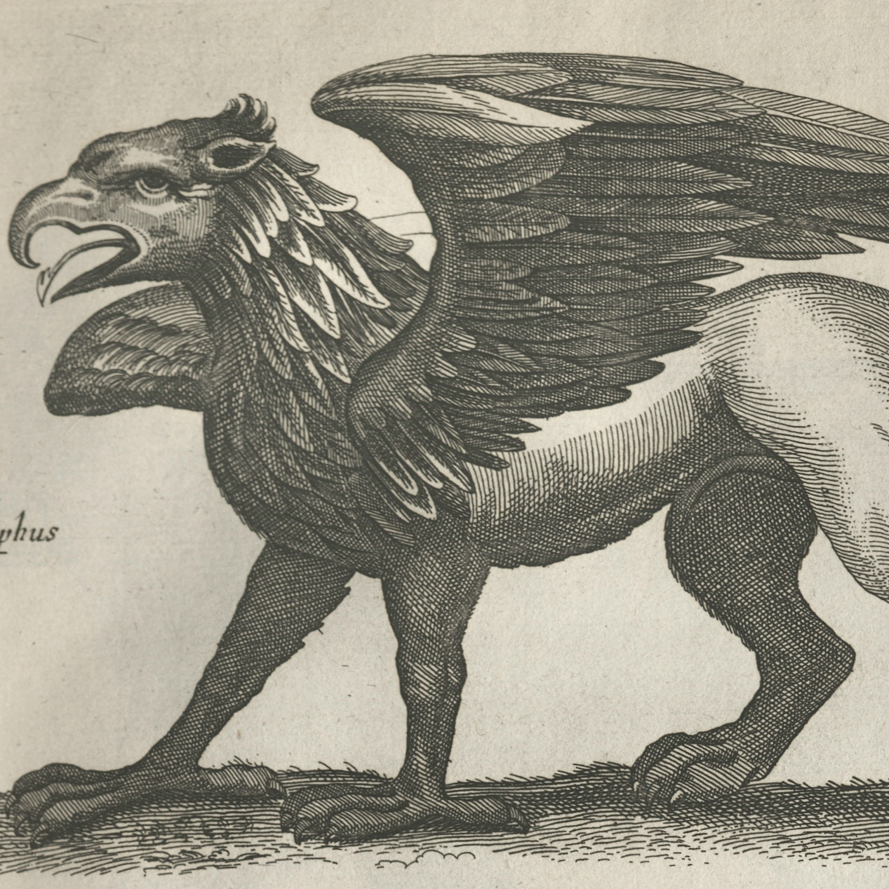 Griffin in bestiary (square)