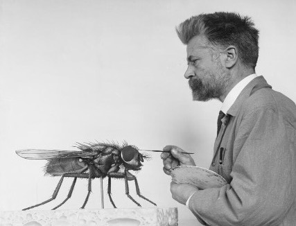 Ignaz Mattausch (1859-1915) working on a model of the common house fly.