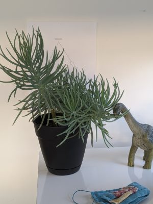 Image of a plastic toy dinosaur reaching for a potted plant upon a desk, with a mask visible in the foreground.
