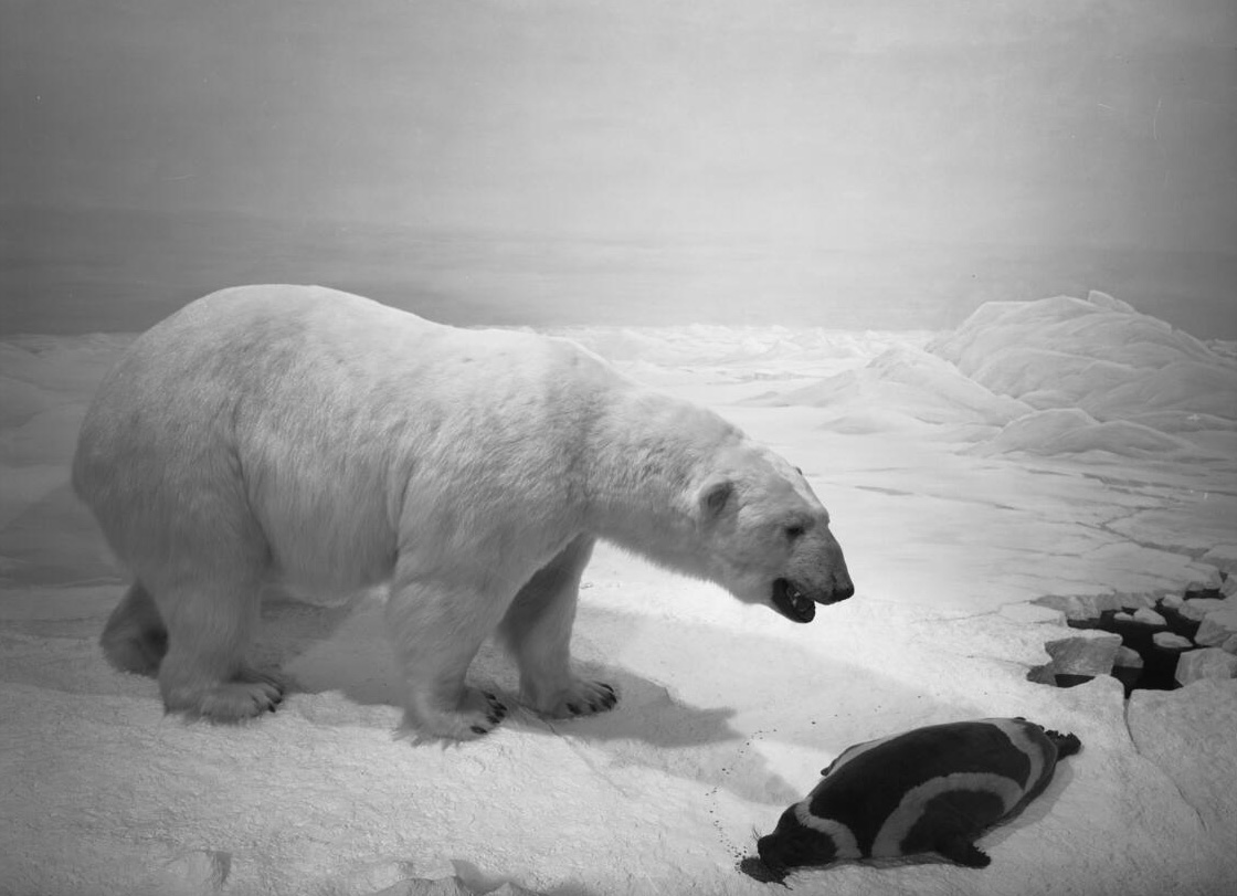 A black and white photograph of a polar bear diorama.