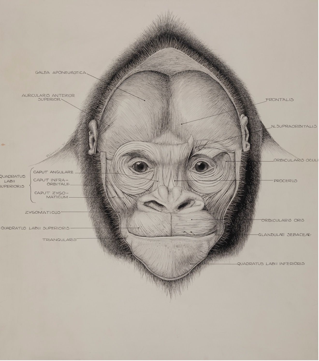 Henry Cushier Raven's Gorilla drawing (back)