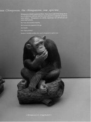 Image of taxidermy Mishie in the Primate Hall of the AMNH.