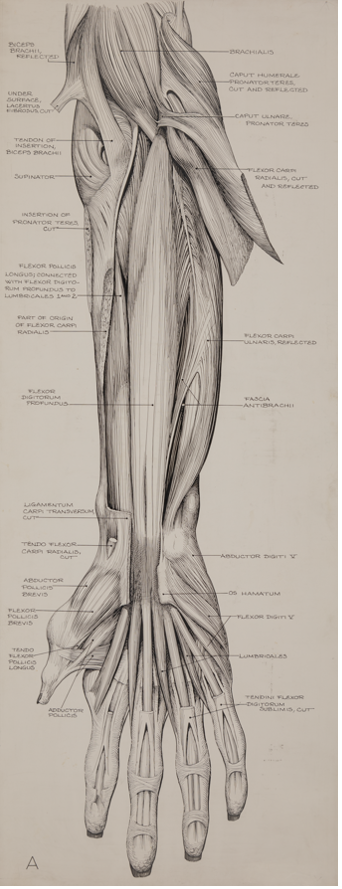 Right forearm and hand: Volar aspect with flexors